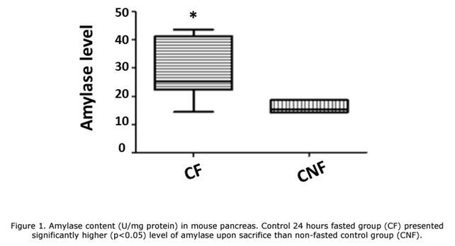 Fasting increases the severity of acute pancreatitis in a mouse model: implications for preoperative interventions to reduce complications of pancreatic surgery